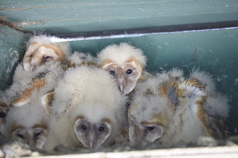 Old School Week: Barn Owls