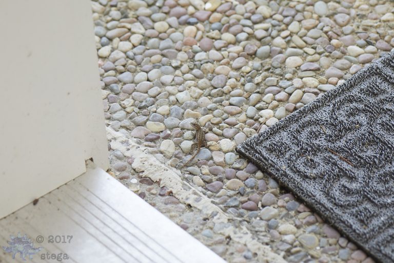 Outside: Lizard