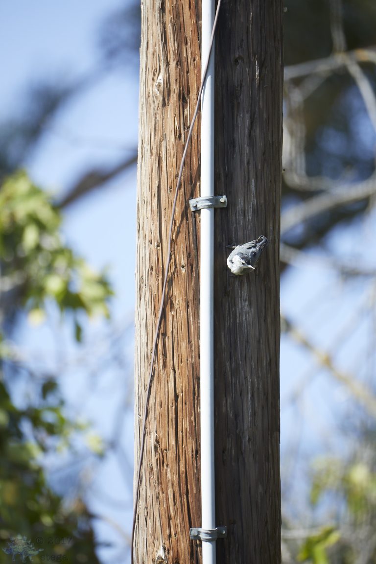 Nuthatch