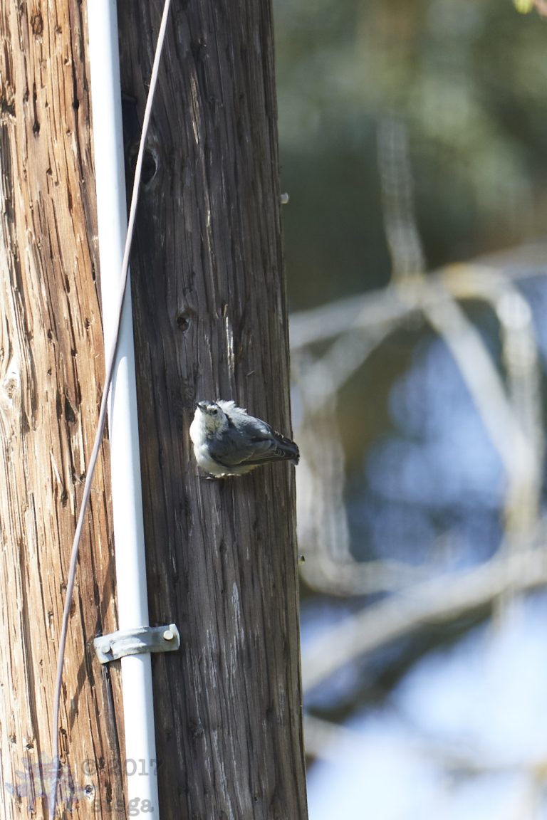 Nuthatch