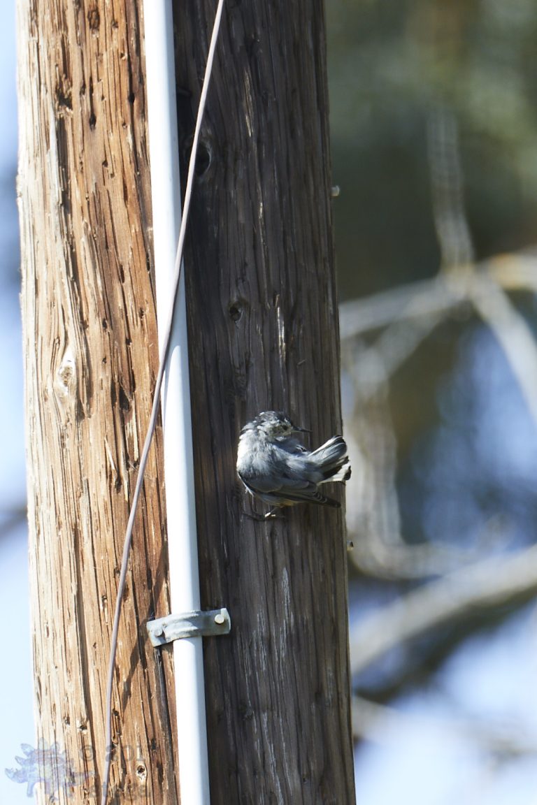 Nuthatch