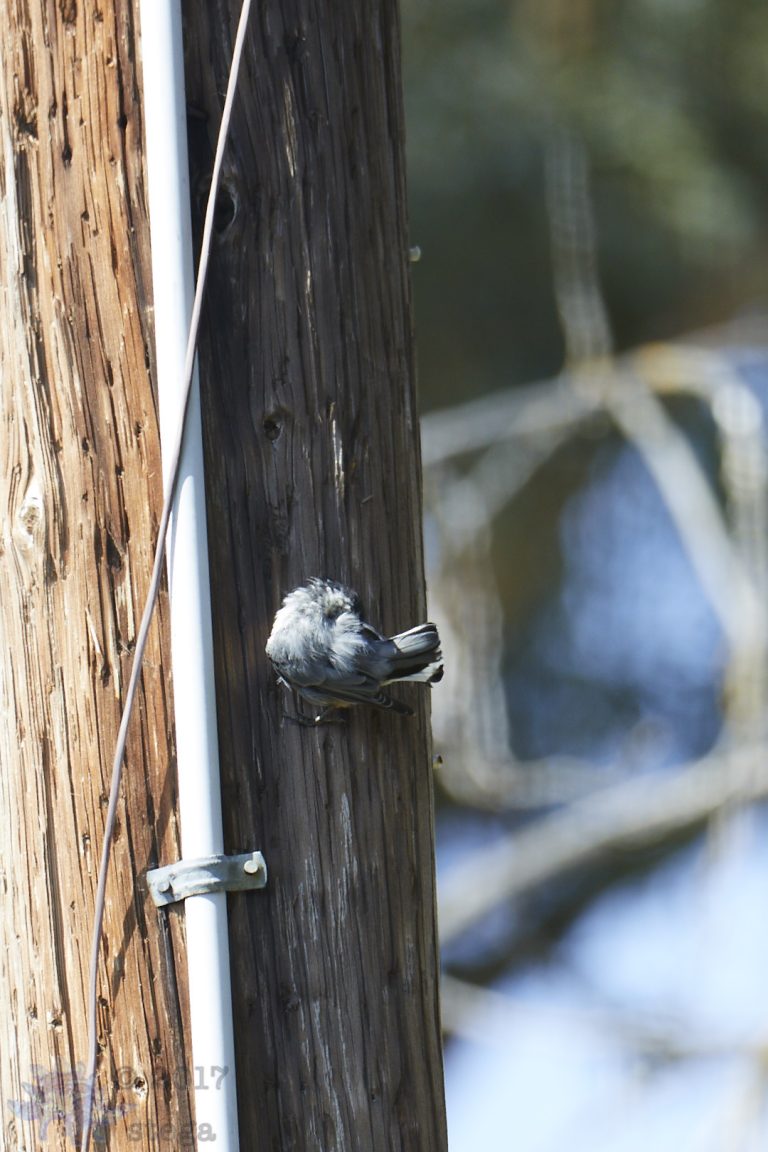Nuthatch