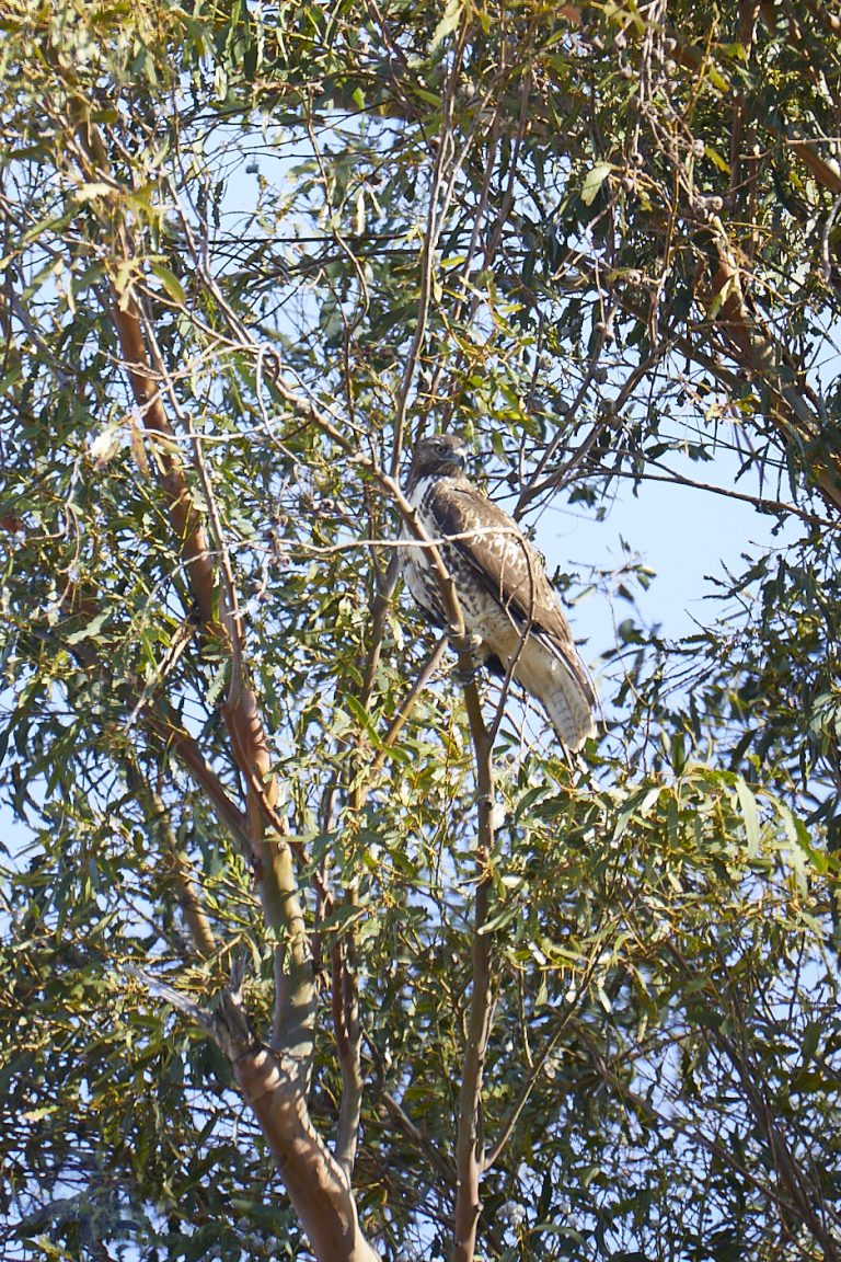 Old School Week: Red-Tailed Hawk