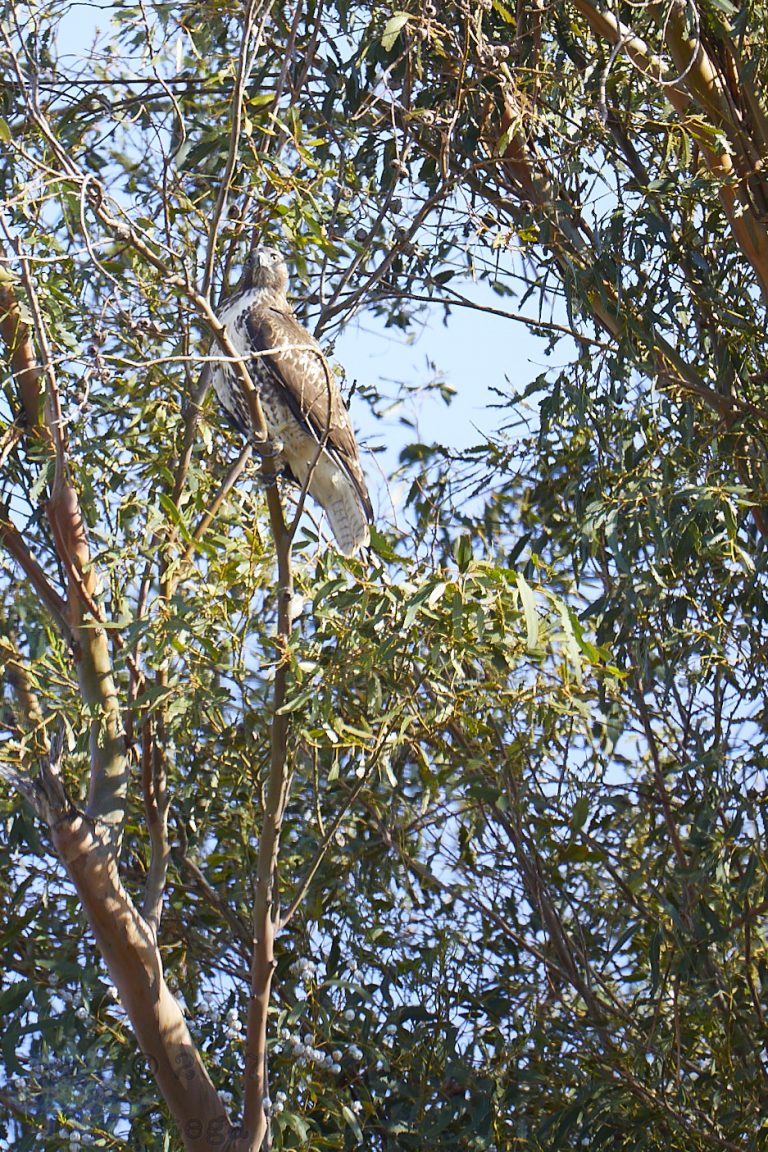 Old School Week: Red-Tailed Hawk