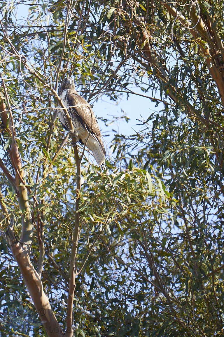 Old School Week: Red-Tailed Hawk