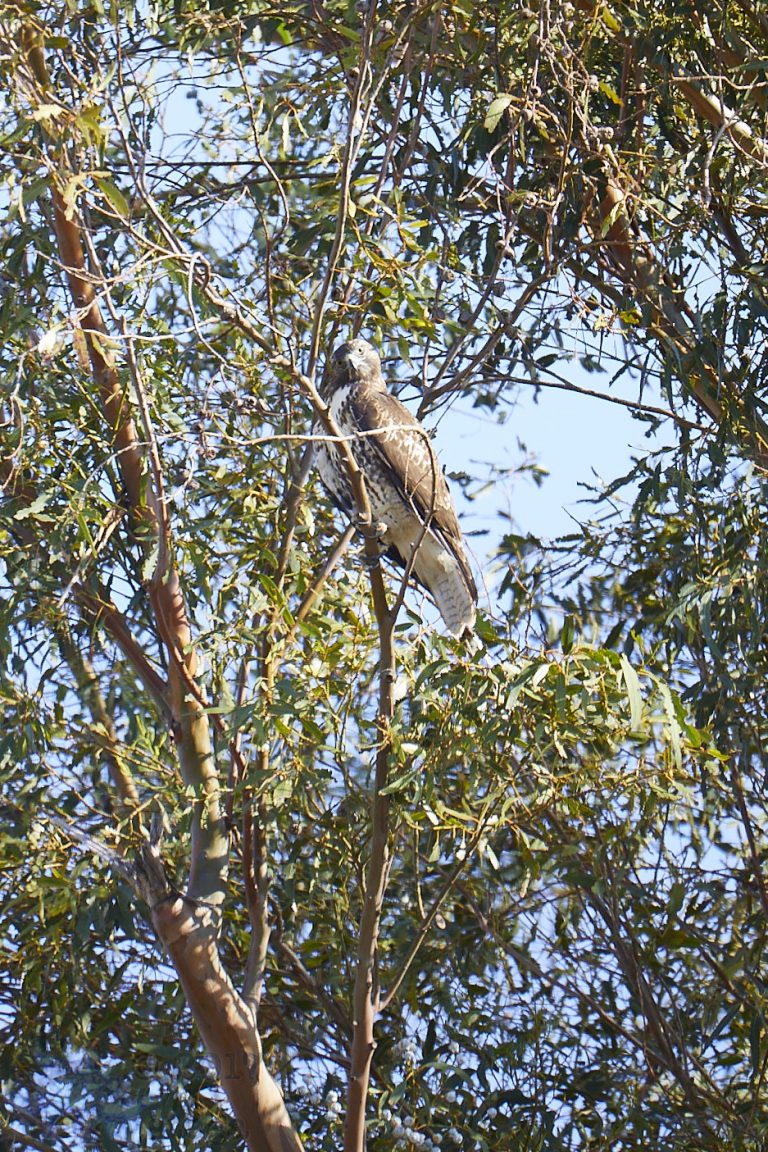 Outside: Red-Tailed Hawk (Series)