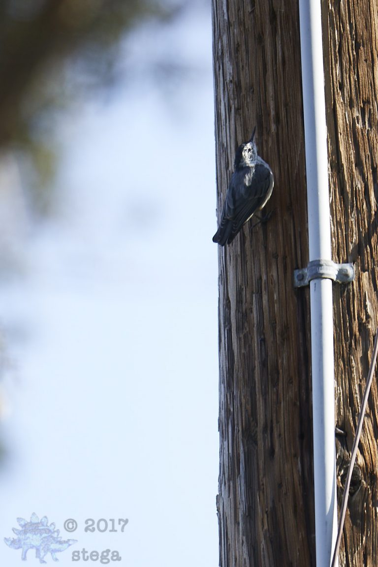 White Breasted Nuthatch