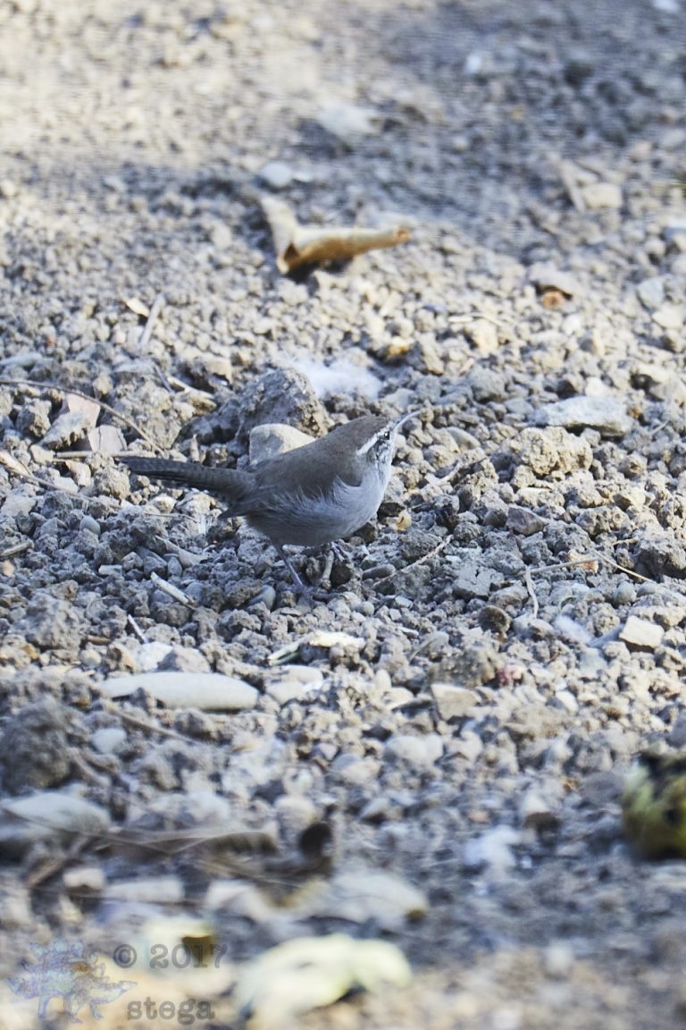 Old School Week: Bewick’s Wren