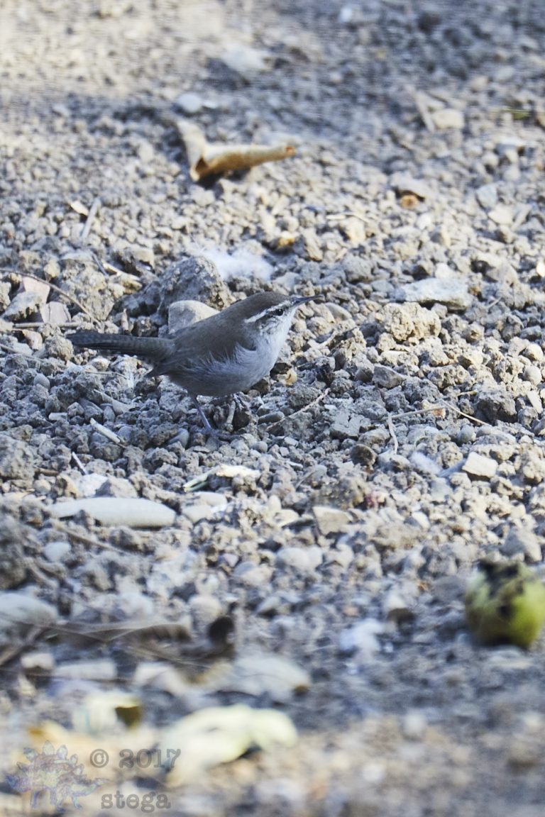 Bewick’s Wren (2 images)