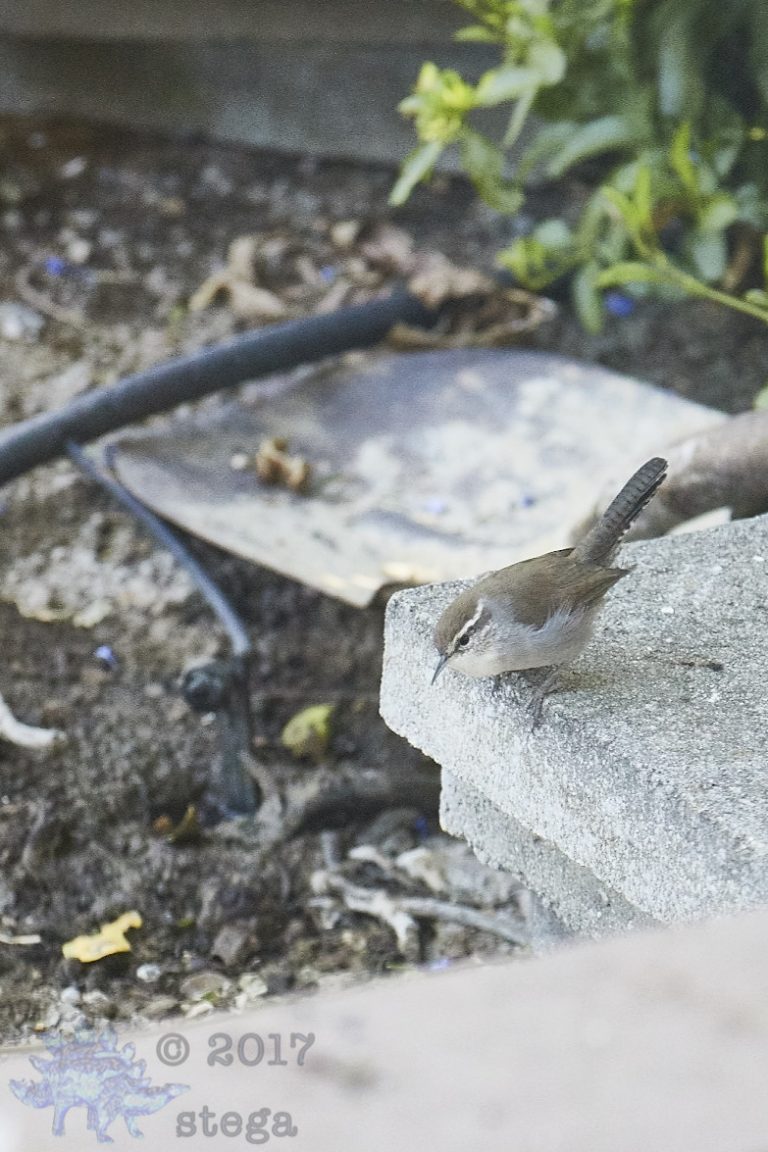 Bewick’s Wren