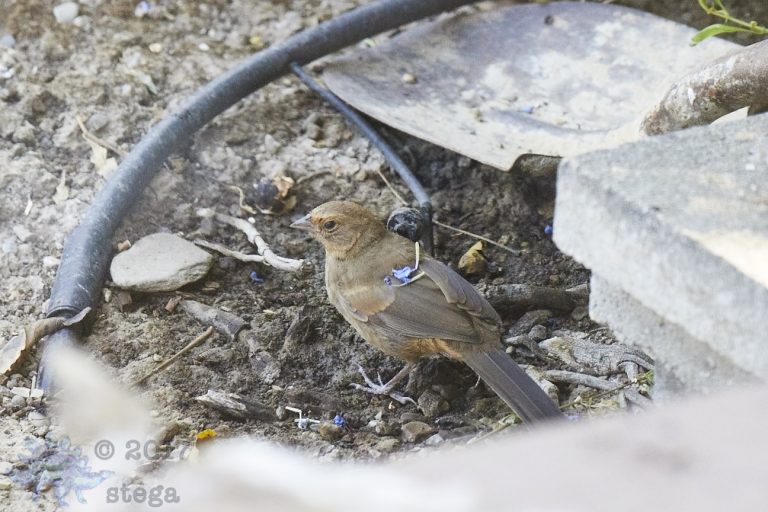 Old School Week: California Towhee