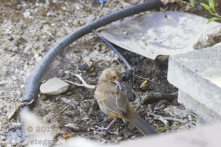 California Towhee (Series)