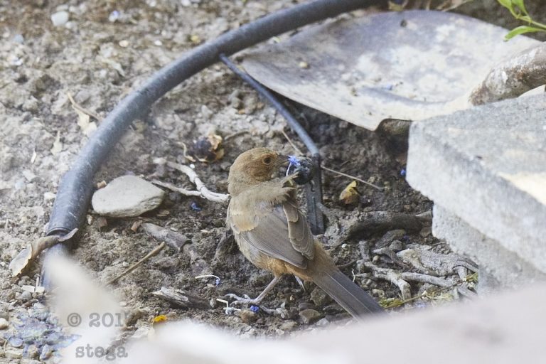 Old School Week: California Towhee
