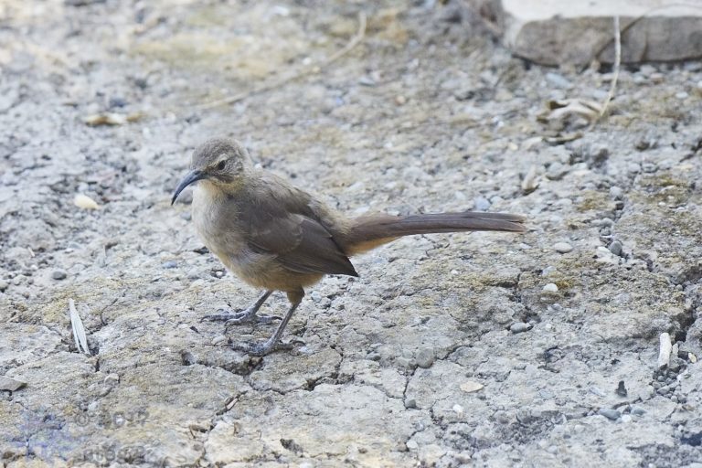 California Thrasher