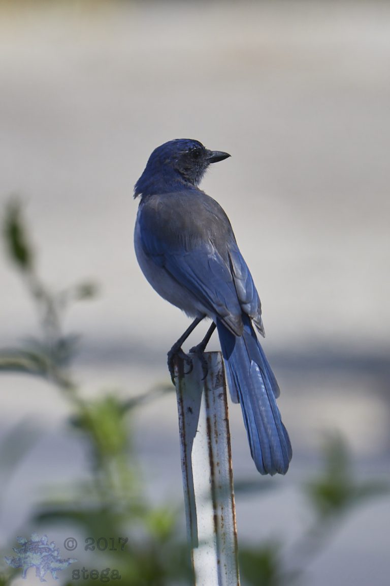 California Scrub Jay