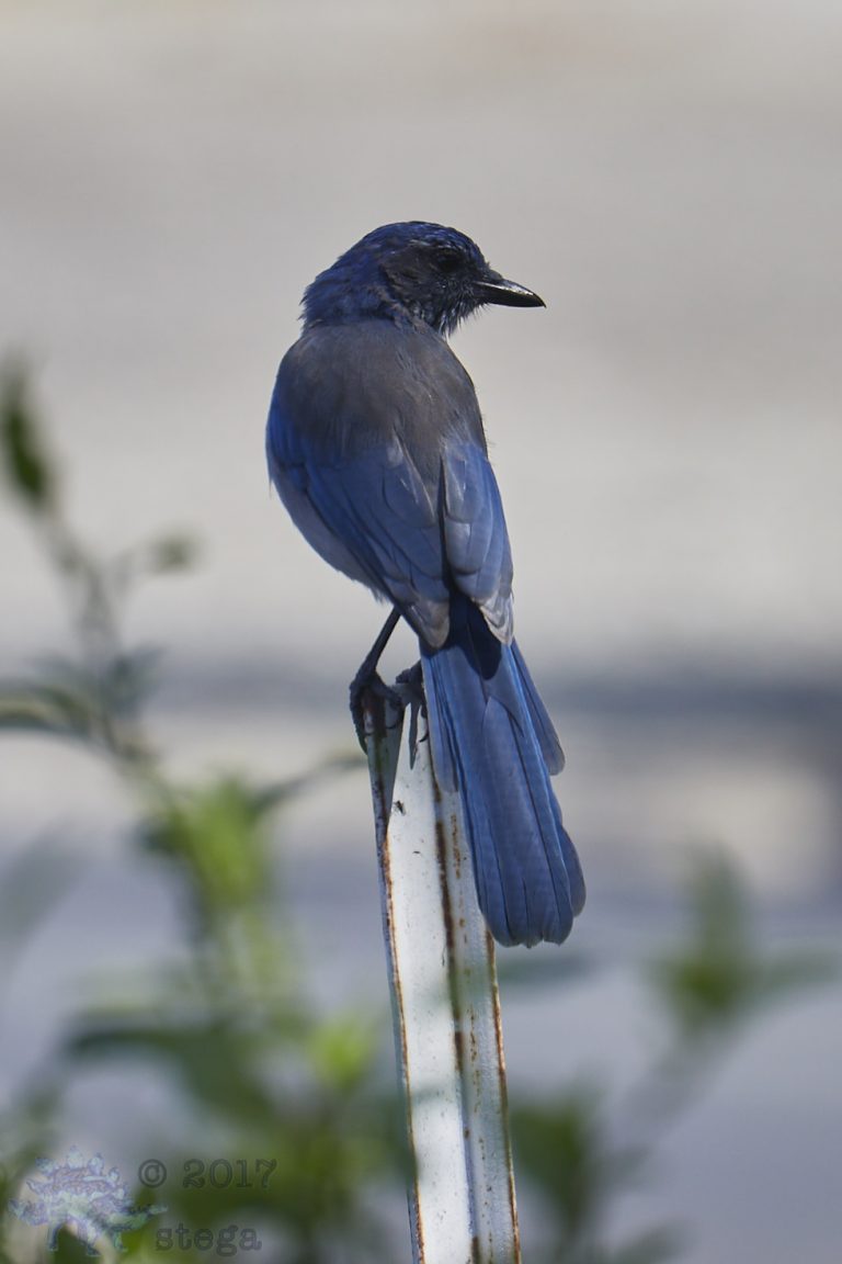 California Scrub Jay