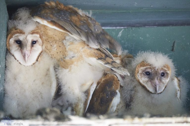 Old School Week: Barn Owls