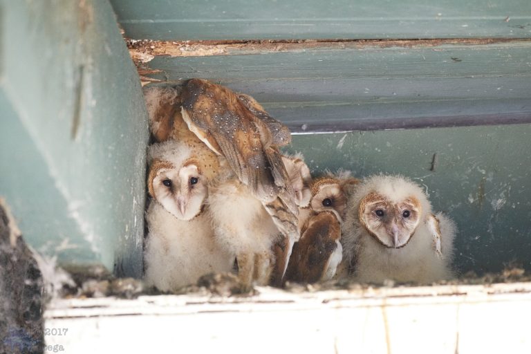 Old School Week: Barn Owls