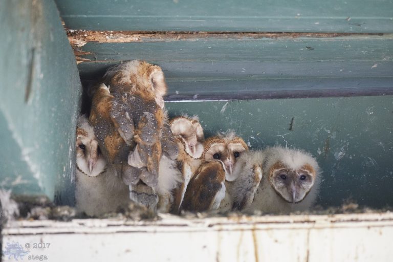 Old School Week: Barn Owls