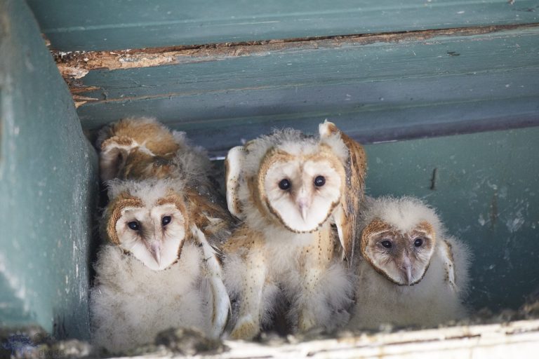 Outside in the Stables: Barn Owlets (Series)