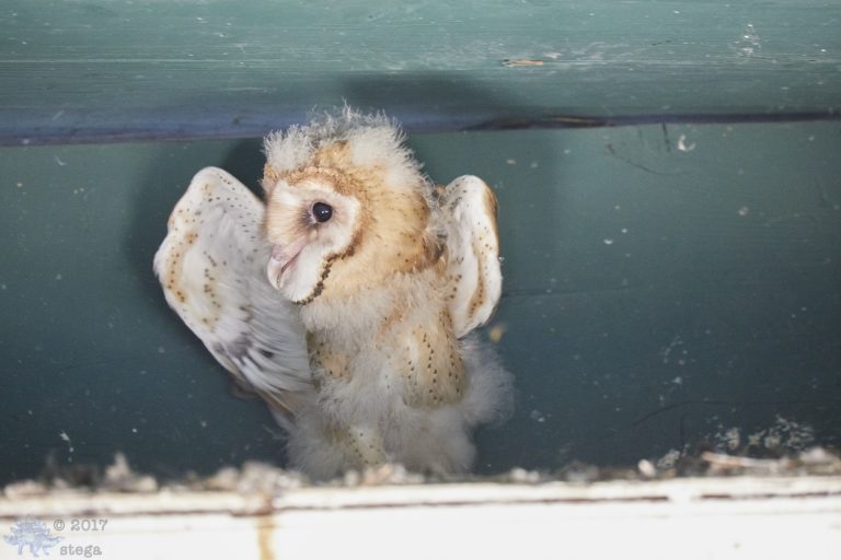 Old School Week: Barn Owls
