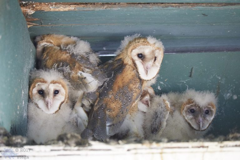 Old School Week:  Barn Owls