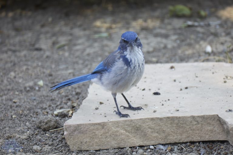 California Scrub Jay