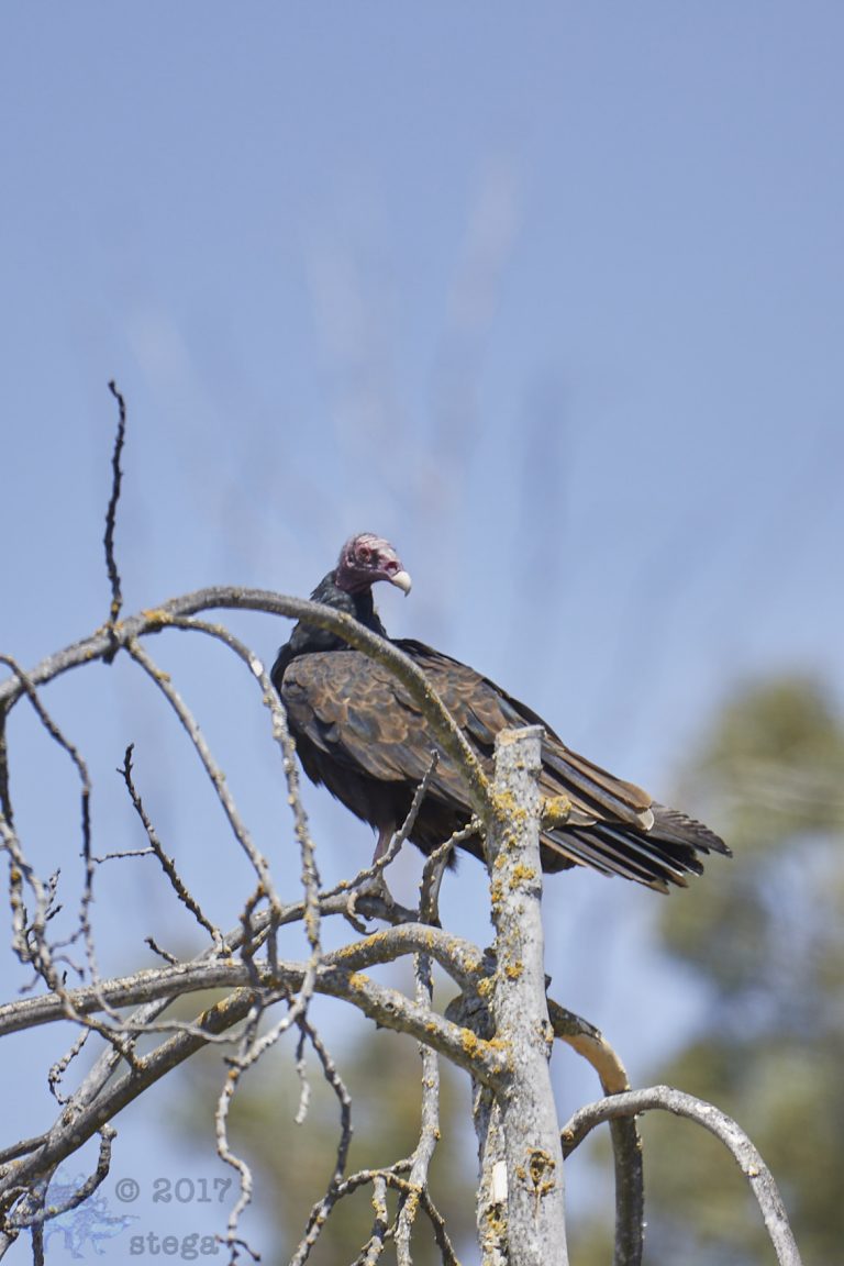 A vulture in a fig tree