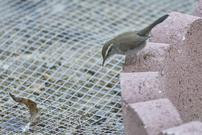 Bewick’s Wren