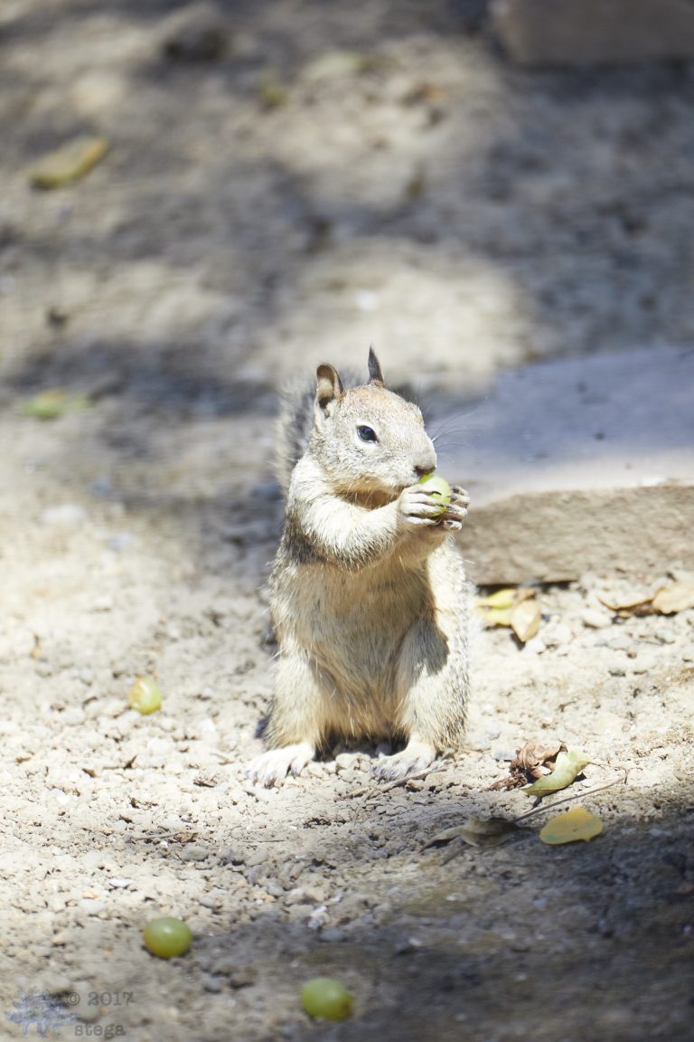 Ground Squirrels (various random shots)