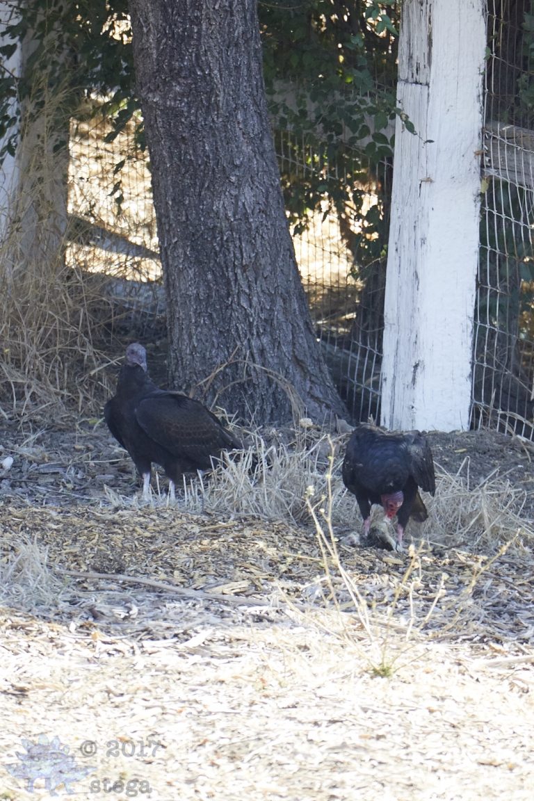Old School Week: Vulture Family