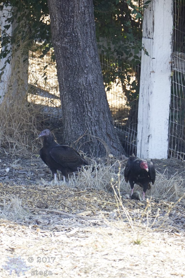 Outside: Vulture Family (Series)