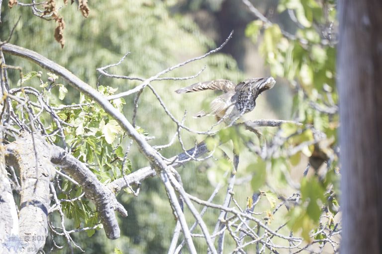 Fleeing Hawk