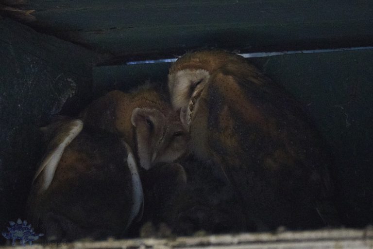 Old School Week: Barn Owls