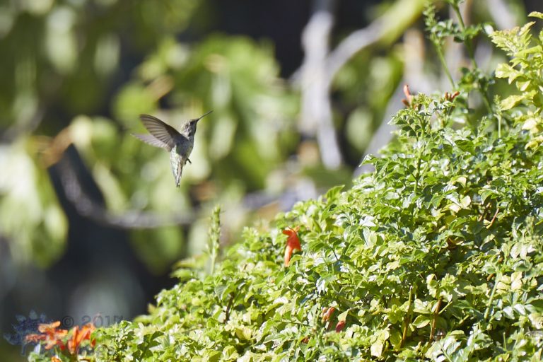 Hummingbird