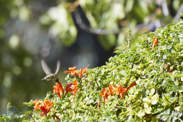Hummingbird