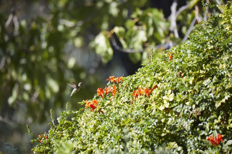 Hummingbird