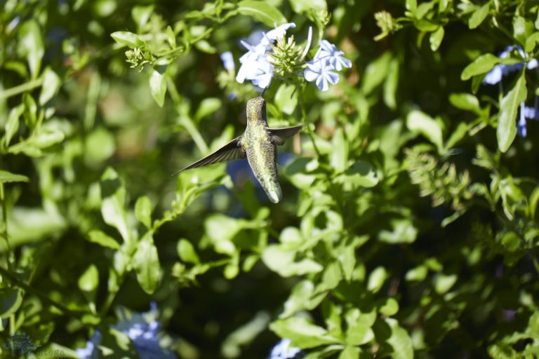 Hummingbird