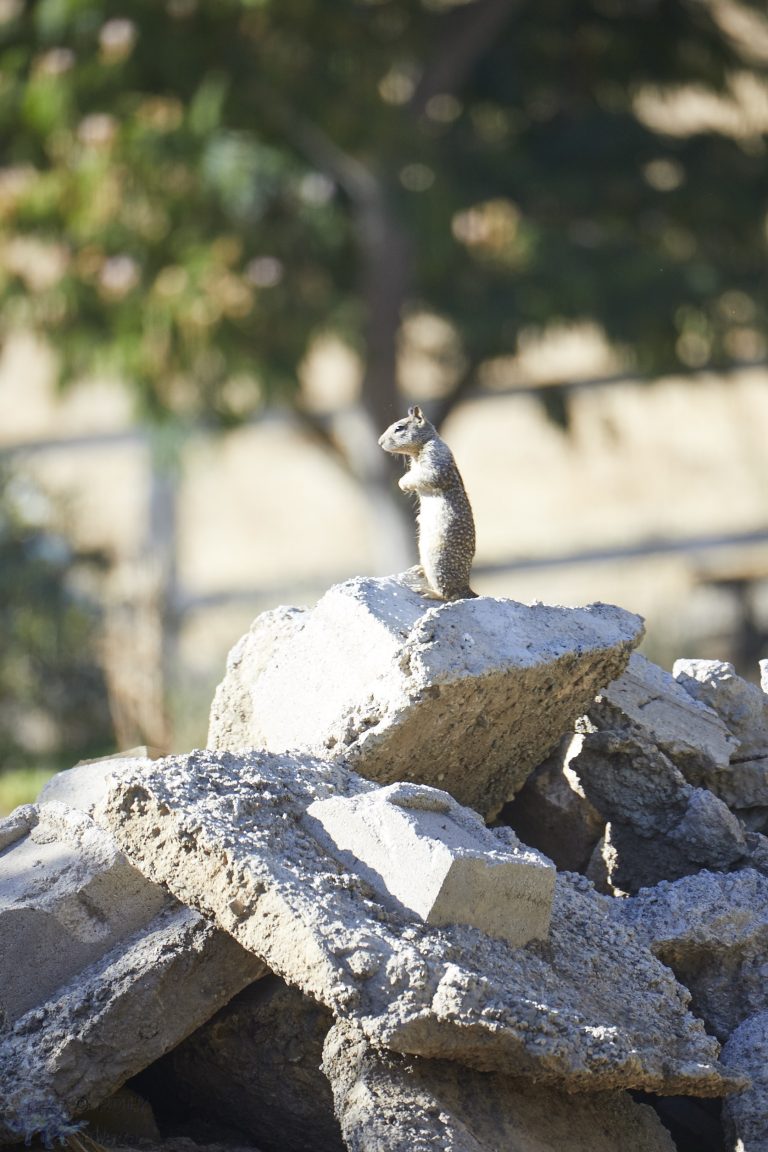 Ground Squirrel