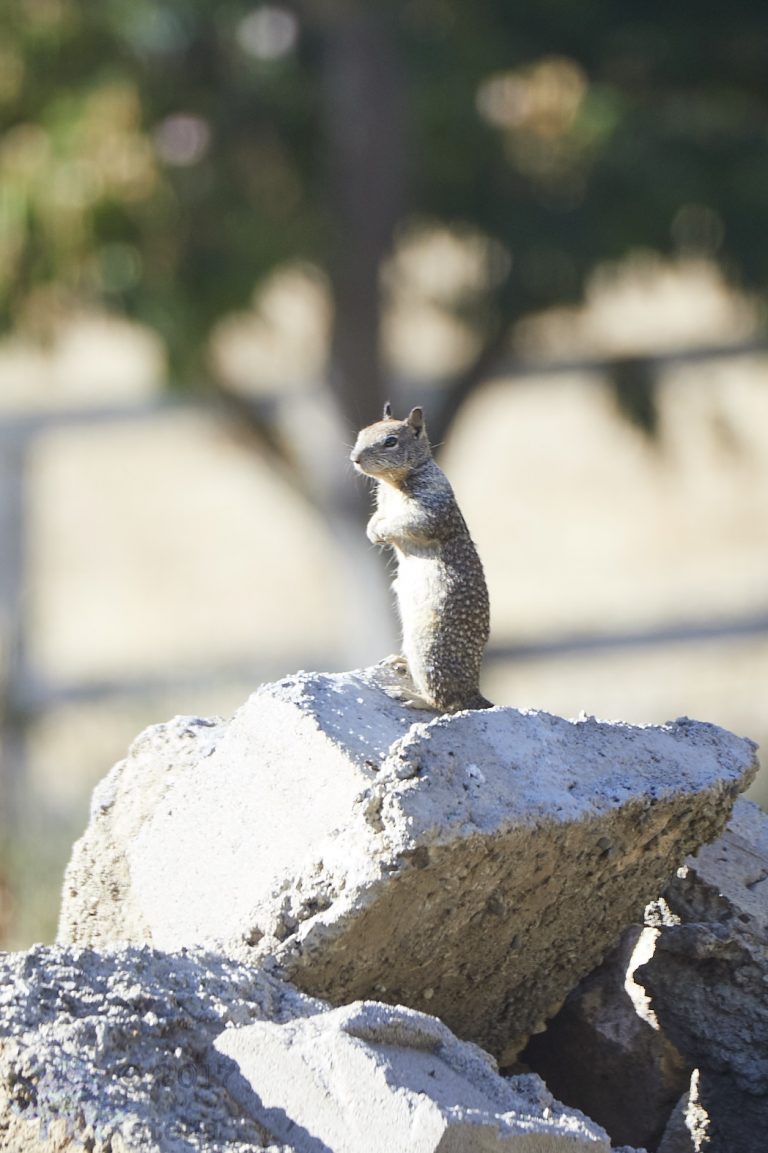 Ground Squirrel