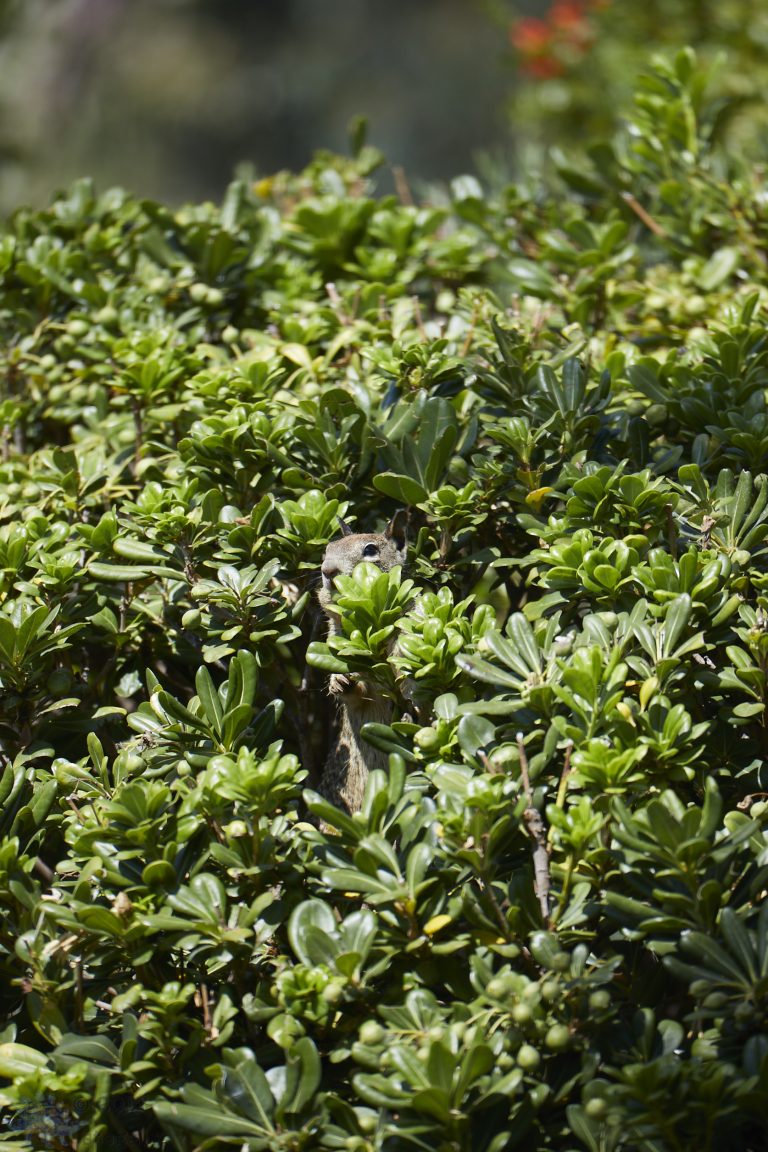 Hidden Squirrel