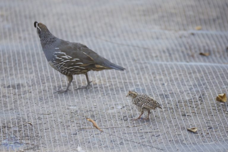 California Quail Chick