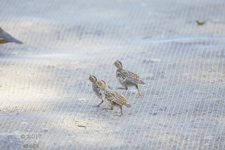California Quail Chicks