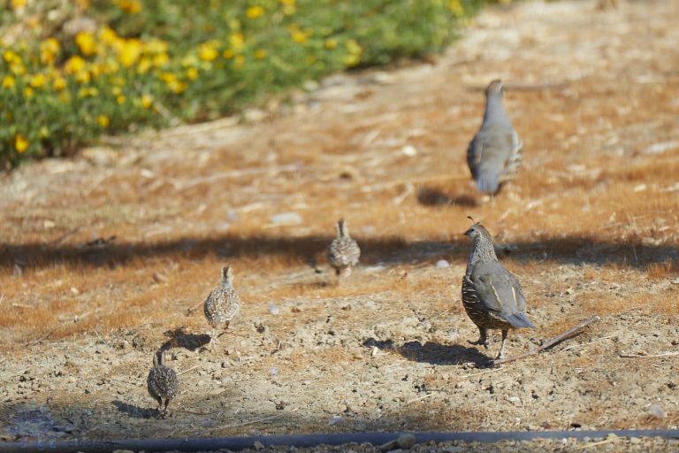 California Quail Family