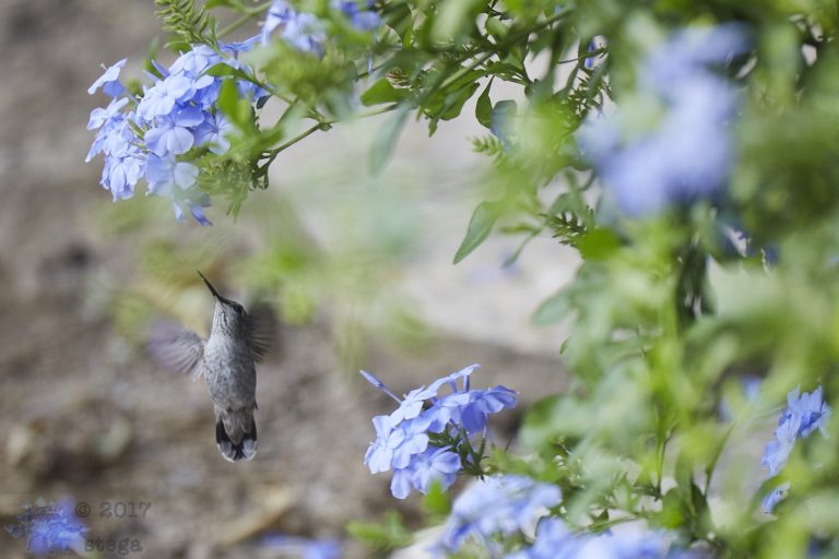 Anna’s Hummingbird