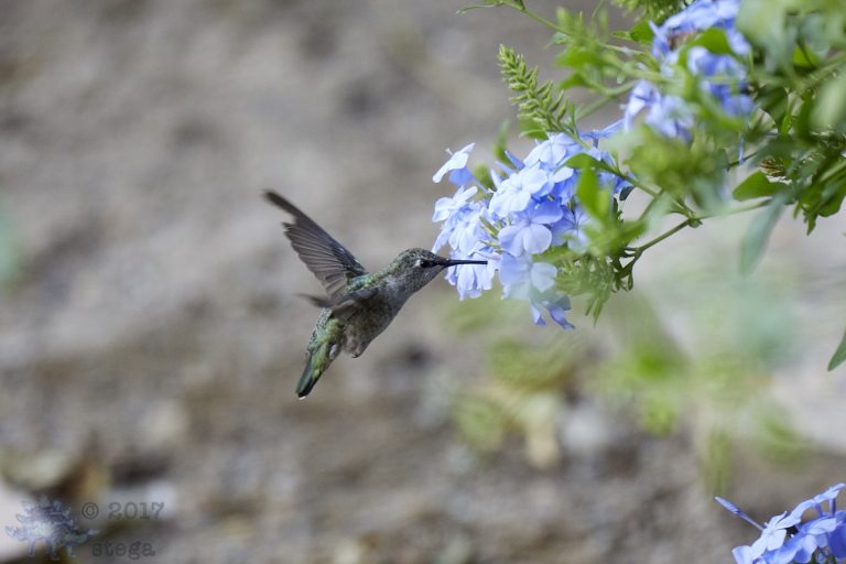 Anna’s Hummingbird