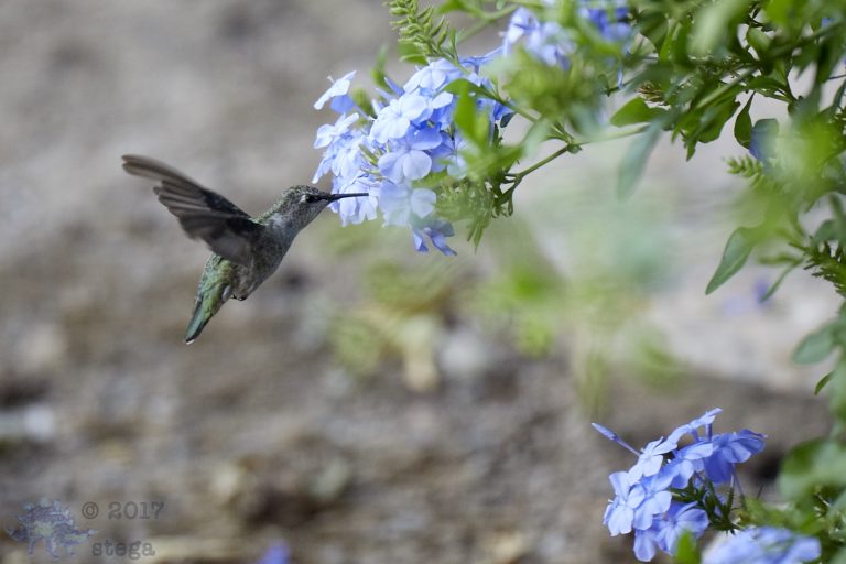 Anna’s Hummingbird