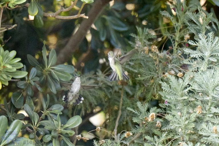 Allen’s Hummingbirds