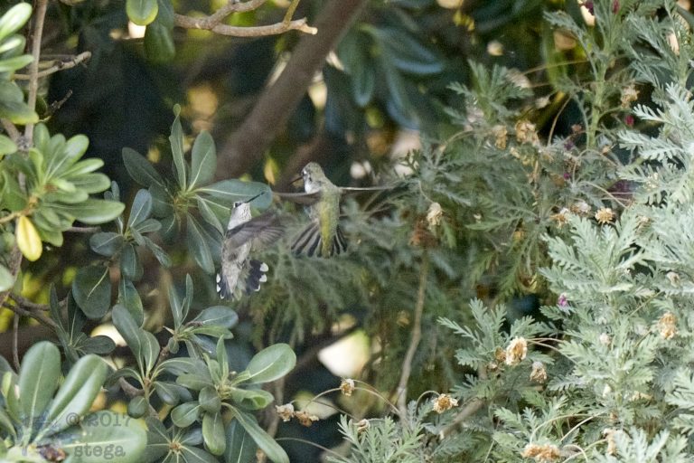 Jousting Hummingbirds