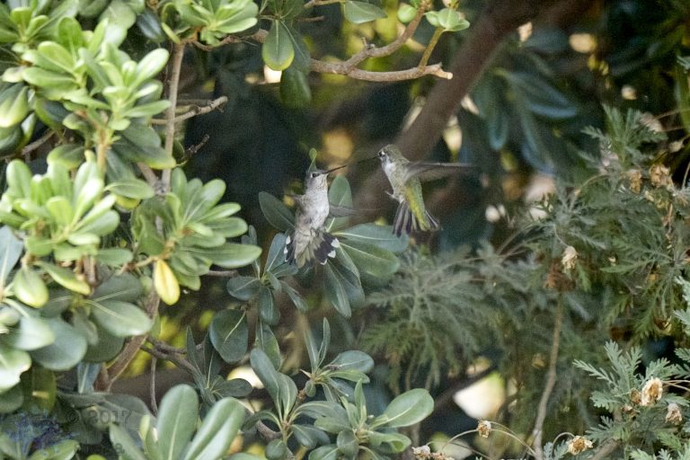 Jousting Hummingbirds